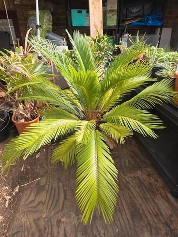 cycas revoluta / vredespalm beschikbaar voor biedingen