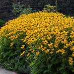 Rudbeckia fulgida ‘Goldsturm’  ZONNEHOED (0474.71.22.47), Ophalen of Verzenden