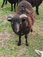 Ram Ouessant van mei 25, Mannelijk, Schaap, 0 tot 2 jaar