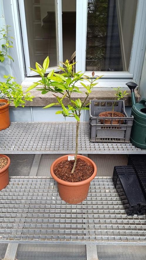 Citrus Wagashi - Onderstam Poncirus Trifoliata, Tuin en Terras, Planten | Fruitbomen, Citroenboom, In pot, Ophalen