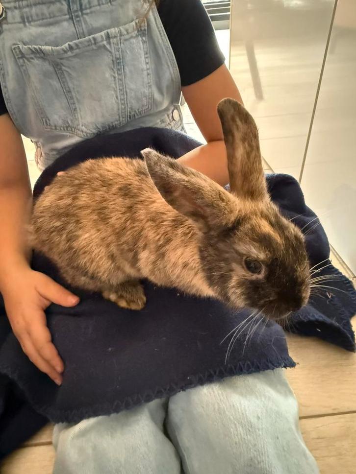 Lief jong mannetjeskonijn – geboren op 4 augustus, Dieren en Toebehoren, Konijnen, Middelgroot, Mannelijk, 0 tot 2 jaar