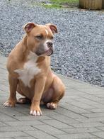 American bully met stamboom 8 maand, Particulier, België, Reu, Eén hond