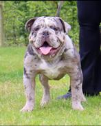 Old english bulldog dekreu, Dieren en Toebehoren, Honden | Dekreuen, België, Fokker | Hobbymatig, Reu, 1 tot 2 jaar