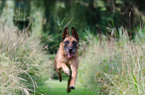Educateur canin, Diensten en Vakmensen, Dieren | Honden | Verzorging, Oppas en Les, Training of Cursus