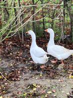 Koppel ganzen, Animaux & Accessoires, Volatiles, Plusieurs animaux, Oie ou Cygne