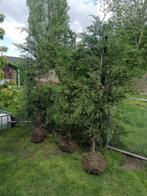 3 stuks van 2m + Snelgroeiende haagconifeer 'Leylandii', Jardin & Terrasse, Plantes | Arbres, Enlèvement, 100 à 250 cm