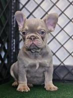 Bouledogue francais, België, Fokker | Hobbymatig, Reu, CDV (hondenziekte)