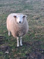 2 jonge ooilammeren, Dieren en Toebehoren, Schapen, Geiten en Varkens