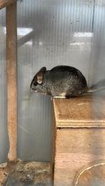 Gratis koppel chinchilla, Animaux & Accessoires, Rongeurs, Chinchilla, Domestique, Janvier, Plusieurs animaux
