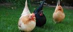 Chabo krielkippen jonge hennen beschikbaar, Femelle, Poule ou poulet
