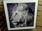 FOTOLIJSTEN OP GLAS 50x50cm, Ophalen, Overige materialen, Gebruikt, 50 tot 75 cm