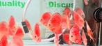 Discus moonstone (red, checkerboard, strope, snakeskin), Vis, Zoetwatervis, Schoolvis