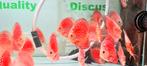 Discus moonstone (red, checkerboard, strope, snakeskin), Dieren en Toebehoren, Vis, Zoetwatervis, Schoolvis