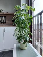 Kamerplant met stenen buitenpot 80 cm hoog, Tuin en Terras, Ophalen, Zo goed als nieuw