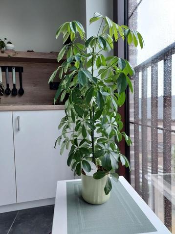 Kamerplant met stenen buitenpot 80 cm hoog  beschikbaar voor biedingen