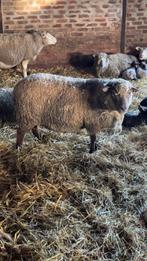 Moutons brebis agneaux, Plusieurs animaux, Mouton, 0 à 2 ans