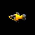 Platy Bumblebee