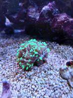 diverse koraalstekjes, Dieren en Toebehoren, Vissen | Aquariumvissen, Zoutwatervis