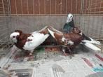 Sisaker rollers, Meerdere dieren, Tuimelaar of Roller