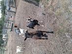 4jarige moeder geitje donkerbruin .en dochter., Dieren en Toebehoren, Schapen, Geiten en Varkens, Vrouwelijk, Geit, 0 tot 2 jaar