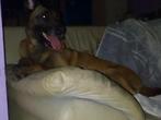 Mechelse herder te koop, Dieren en Toebehoren, Honden | Niet-rashonden, 6 jaar of ouder, België, Particulier, Eén hond