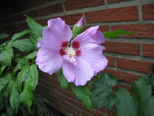 Vend ou échange Hibiscus (althéa), Jardin & Terrasse, Plantes | Arbustes & Haies, Arbuste, Autres espèces, 250 cm ou plus, Enlèvement