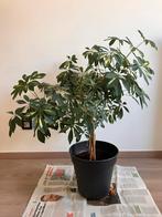 Schefflera, Huis en Inrichting, Kamerplanten, Ophalen, 100 tot 150 cm, Halfschaduw, In pot