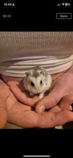 Hamstertjes en hamster spullen, Ophalen