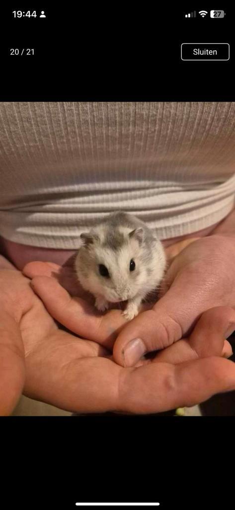 Hamstertjes en hamster spullen, Dieren en Toebehoren, Knaagdieren en Konijnen | Toebehoren, Ophalen