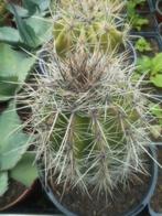 planten, Cactus, Ophalen of Verzenden