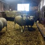 Texel lammeren, Dieren en Toebehoren, Schapen, Geiten en Varkens, Meerdere dieren, Schaap, 0 tot 2 jaar