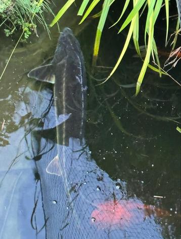 3 grote steuren (1meter+ ) Baeri , sterlet en diamantsteur beschikbaar voor biedingen