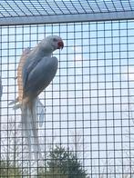 Halband pop blauw pallid bleekstaart broedrijp, Dieren en Toebehoren, Vogels | Parkieten en Papegaaien, Vrouwelijk, Parkiet, Geringd