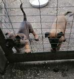 mechelse herder pups, België, Particulier, CDV (hondenziekte), 8 tot 15 weken