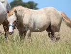 Quarters, Dieren en Toebehoren, Paarden, Merrie, M