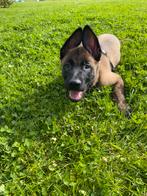 Shepherd Malinois - Puppies, Dieren en Toebehoren, Honden | Herdershonden en Veedrijvers, CDV (hondenziekte), Meerdere, 8 tot 15 weken