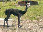 Jonge 1 jarige alpacahengst, Dieren en Toebehoren
