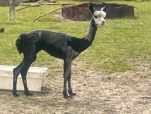 Jonge 1 jarige alpacahengst, Dieren en Toebehoren, Overige Dieren