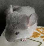 Chinchilla Violet DBd Prad femelle, Animaux & Accessoires, Rongeurs, Femelle, Chinchilla, Domestique