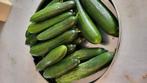 Bio komkommer van de tuin. Per kilo voor 5 euro, Ophalen of Verzenden