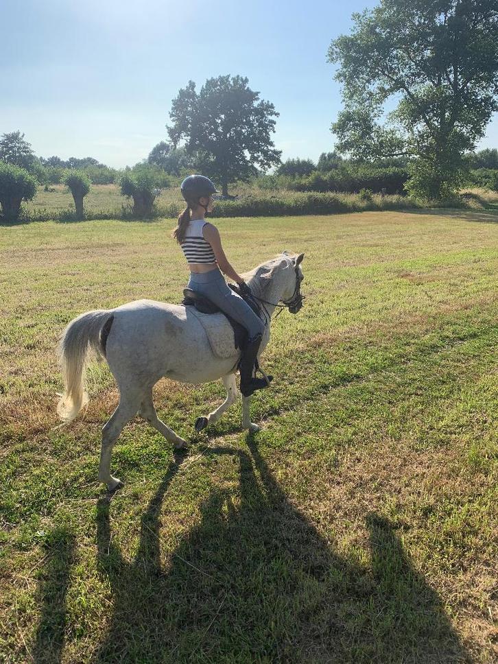Arabische volbloed Arabier merrie D Pony Wandelpaard, Animaux & Accessoires, Chevaux, Jument, Moins de 160 cm, 11 ans ou plus