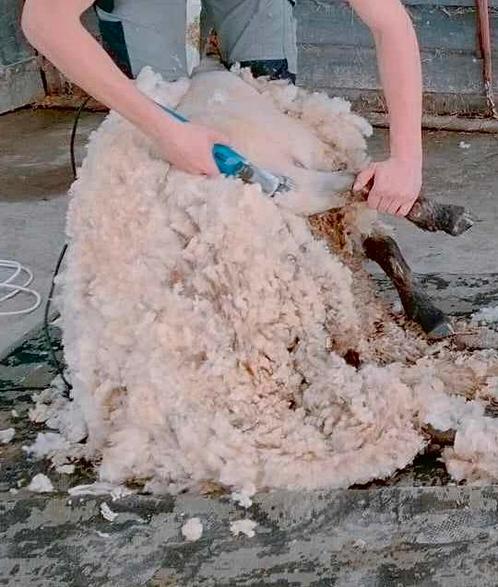 Scheren van uw schapen en alpaca’s, Dieren en Toebehoren, Schapen, Geiten en Varkens, Schaap, Meerdere dieren