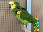 Geelschouder blauwvoorhoofd amazone kweekkoppel, Dieren en Toebehoren, Vogels | Parkieten en Papegaaien, Meerdere dieren, Papegaai