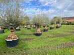 Hele mooie oude olijfbomen in pot / olea europaea, Tuin en Terras, Planten | Bomen, In pot, Olijfboom, Zomer, Volle zon