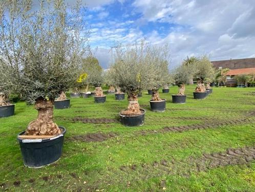 Hele mooie oude olijfbomen in pot / olea europaea, Tuin en Terras, Planten | Bomen, Olijfboom, 100 tot 250 cm, Volle zon, Zomer