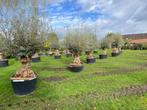 Hele mooie oude olijfbomen in pot / olea europaea, In pot, Olijfboom, Zomer, Volle zon