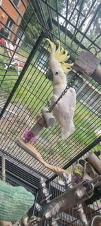 Kleine geelkuif kaketoe, Dieren en Toebehoren, Vogels | Parkieten en Papegaaien, Tam