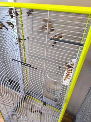 Vogels en diamant duifjes, Enlèvement, Comme neuf