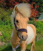 Palomino bonte shetlander, Animaux & Accessoires, Poneys, Étalon, Ne s'applique pas