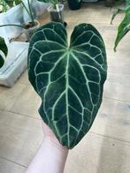 Anthurium Crystallinum Dark Form, Huis en Inrichting, Kamerplanten, Ophalen of Verzenden
